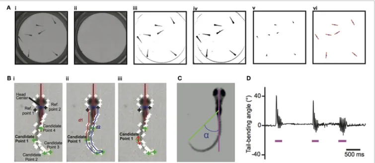 Figure 1). For each larva several features were identified, a core position that included the head and swim bladder (Figure 1A) and ten points along the tail (Methods and Figure 1B; Video S1).
