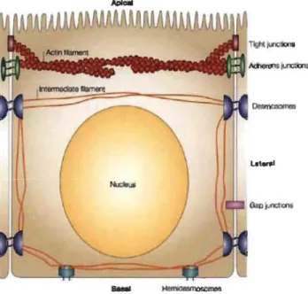 Figure 1.13  Représentation schématique d'une cellule épithéliale intestinale. 