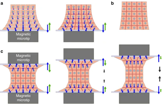 Fig. 7 Schematic view of the forces involved within the EB in the magnetic stretcher. a Formation of the EB on the magnetic microtip located below a glass wall