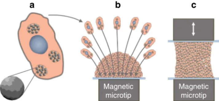 Figure 2d shows cell viability for all the conditions tested, as compared to the control (unlabeled cells in culture medium)