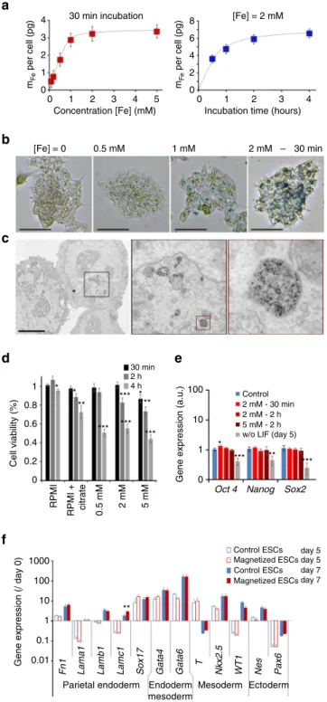 Fig. 2 Optimization of embryonic stem cell (ESC) magnetic labeling.