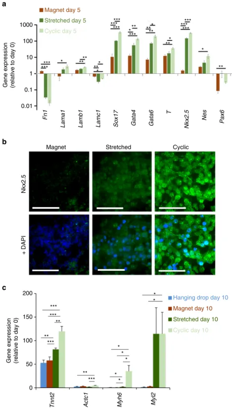 Fig. 6 EBs characterization for the magnet, stretched and cyclic conditions. a Expression of genes characteristic of the different embryonic cell layers in EB after 5 days maturation (day 5)
