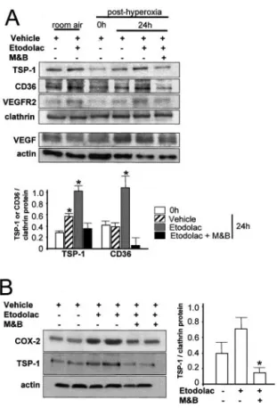 Figure 6. A, TSP-1, CD36, VEGFR2, and VEGF expression in rats exposed to room air and after hyperoxia (80% O 2 )