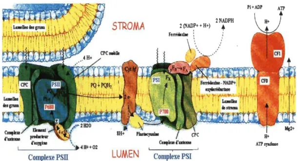 Figure  1.3  Éléments  de  la membrane thylacoïdale  intervenant dans  la photosynthèse  (Horton et al
