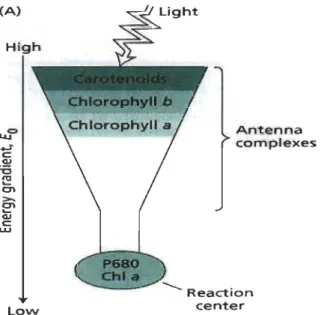 Figure 1.4  (A)  High LO\N  Ant.enna  complexes ........... Reaction cent.er 