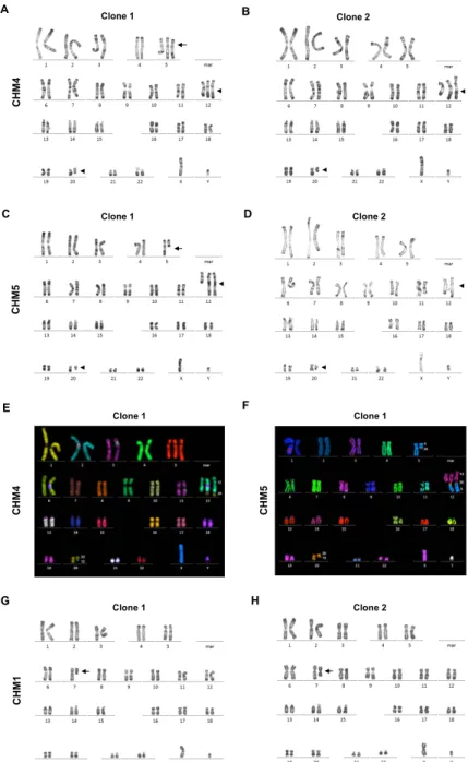 Figure 3. Genetic instability of the generated iPSCs. (A) RHG banding of clone 1 of CHM4 detected  a trisomy of chromosome 5 (arrow) and translocation between chromosome 12 and chromosome 20  (arrowheads)