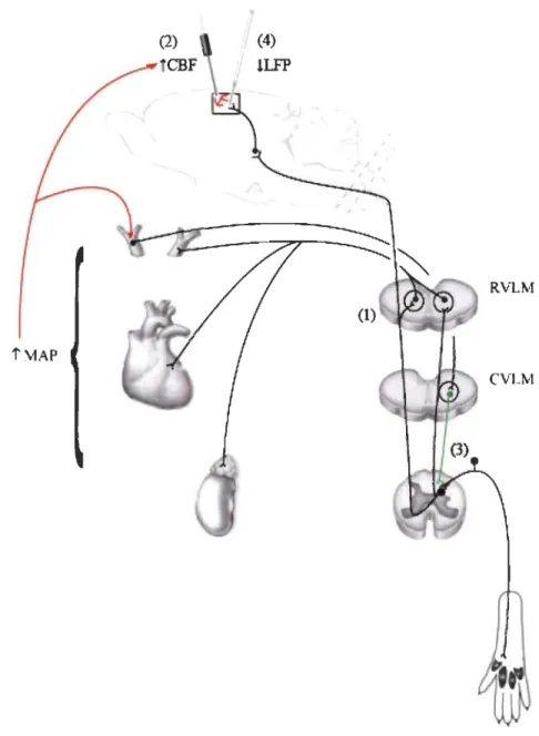 Figure 3.1  Mécanismes impliqués dans l'altération  du  couplage neurovasculaire  lors de stimulations nociceptives