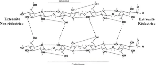 Figure 2.2  :  Structure chimique de la cellulose  o  , 