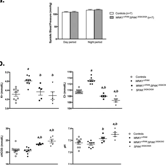 Figure 1.  SPAK inactivation in WNK1 +/FHHt  mice restores blood pressure but leads to a mild metabolic  hypochloremic alkalosis