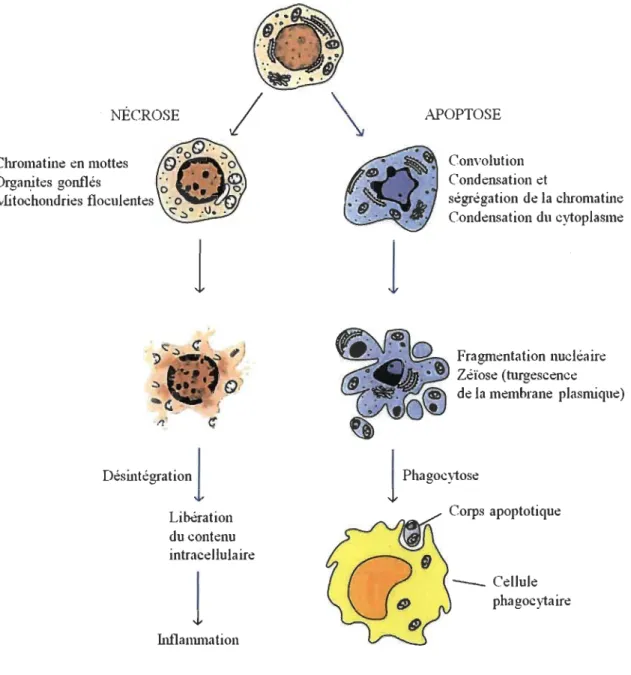 Figure 1.7  NÉCROSE  l Désintég"tion l  Libération  du contenu  intracellulaire Inflanuua ti on l  l  APOPTOSE  Convolution  Condensation et  ségrégation de la chromatine Condensation du cytoplasme Fragmentation nucléaire Zéïose (turgescence  de la mem