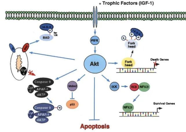 Figure 1.10  Akt  régule la survie cellulaire par phosphorylation de  multiples  substrats ,  adaptée de  [108]