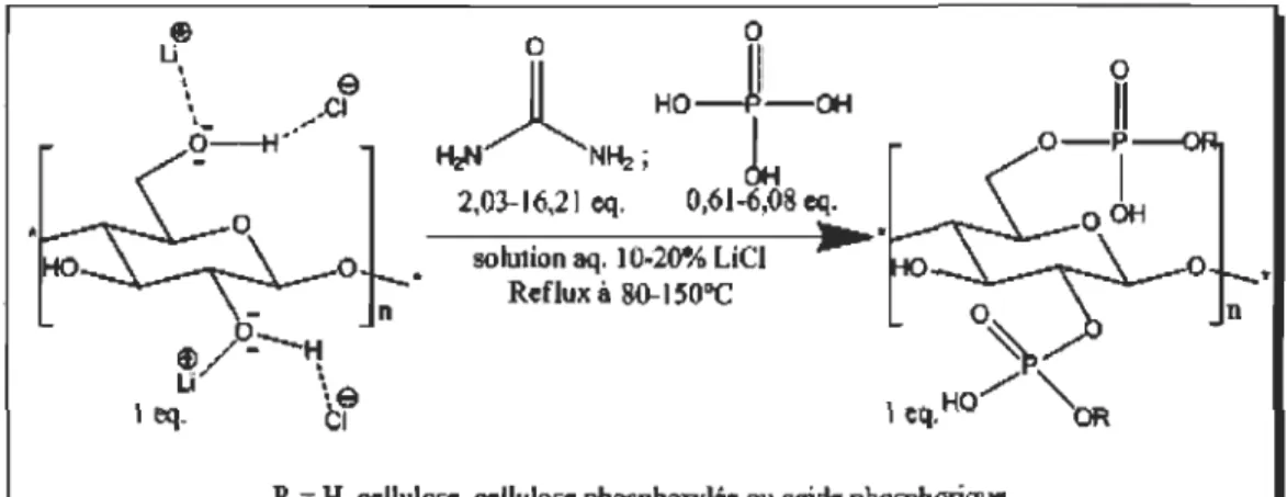 Figure 4.2  Phosphorylation in situ de la cellulose et de la pâte kraft 