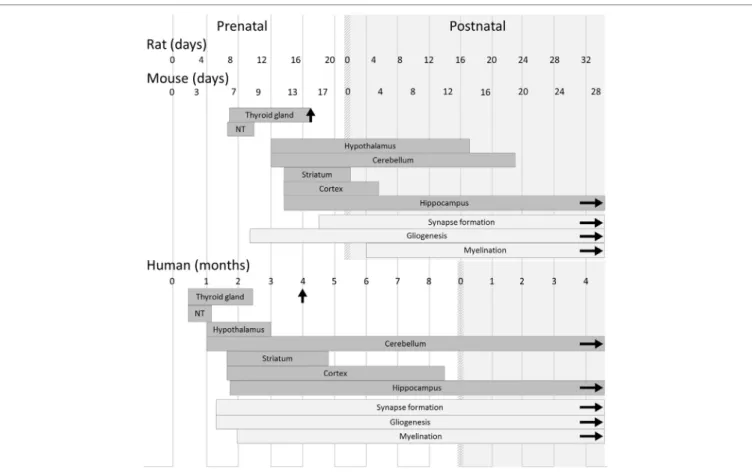 FiGURe 1 | Timeline of thyroid and brain development in humans and rodents. In both rodents and humans, the development of the main brain areas starts before  the onset of the fetal thyroid gland function and relies on maternal thyroid hormone supply