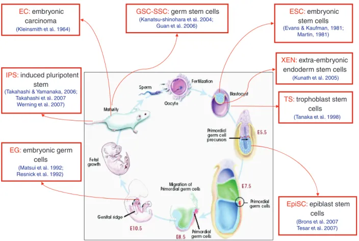 Fig. 1. Pluripotent embryonic stem cells (ESCs) were identified in mammals and in mouse in particular from various embryonic and adult tissues leading to the successive in vitro isolation of EC cells (Kleinsmith &amp; Pierce 1964), of ESCs (Evans &amp; Kau