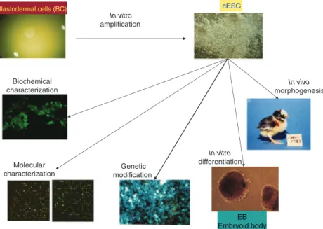 Fig. 2. Isolation of chicken embryonic stem cells (cESCs) was carried out from in vitro culture of blastodermal cells taken from stage X (EG&amp;K) embryos