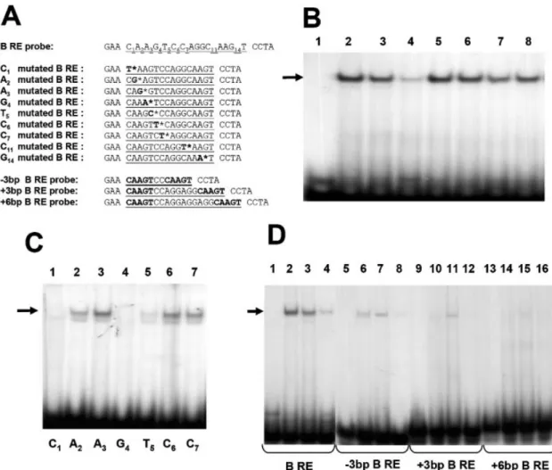 Figure 6. Binding of chicken nuclear proteins to the B region. (A) Sequences of the oligonucleotides used