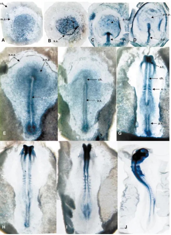 Figure 8. Expression of CP2 in chicken embryo. Whole-mount in situ hybridization of CP2 mRNA