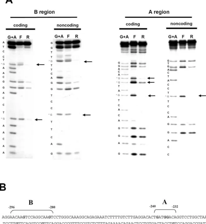 Figure 5. Fine mapping of A and B binding sites by methylation interference. (A) Methylation interference assays were performed with methylated