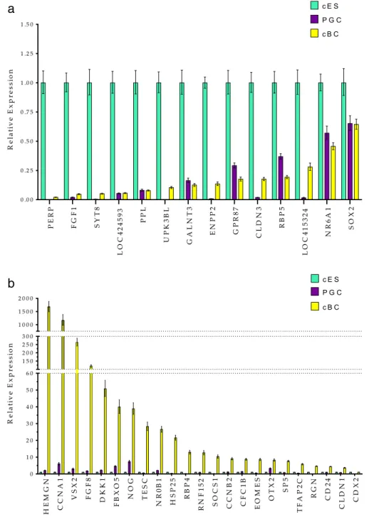 Figure 3 Differential gene expression in different stem cell subtypes. a: Expression of PERP, FGF1, SYT8, LOC424593, PPL, UPK3BL, GALNT3, ENPP2, CLDN3, RBP5, CLDN3, and NR6A1 and SOX2 genes was analysed by real time RT-PCR in cES, PGC and cBC