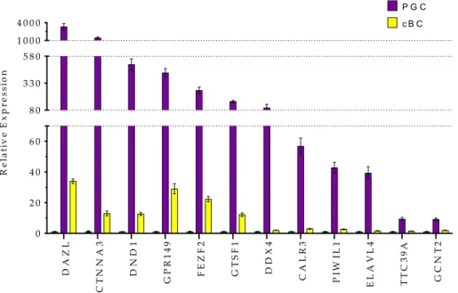Figure 4 Specific expression of Germ cell related genes in PGCs. Expression of DAZL, CTNNA3, DND1, GPR149, FEZF2, GTSF1, DDX4, CALR3, PIWIL1, TTC39A, GCNT2genes was analysed by real time RT-PCR in cES, PGC and cBC