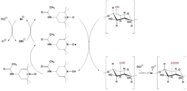Figure 2.16 : Oxydation de la cellulose par le 4-acétamido-TEMPO 