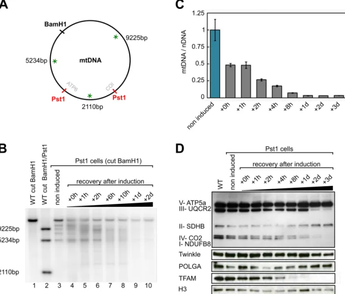 Fig 1. Loss of mtDNA after induction of the expression of a mitochondrial targeted PstI