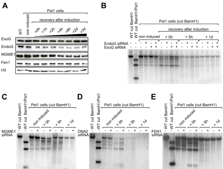 Fig 2. Effect of silencing different mitochondrial DNA nucleases on the rapid mtDNA depletion