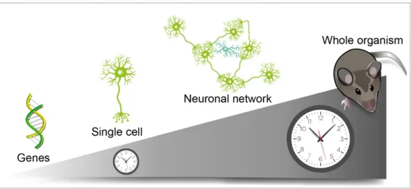 Figure 1. The robustness of circadian rhythms observed at the organism level emerges from cell  networks in the suprachiasmatic nuclei (SCN)