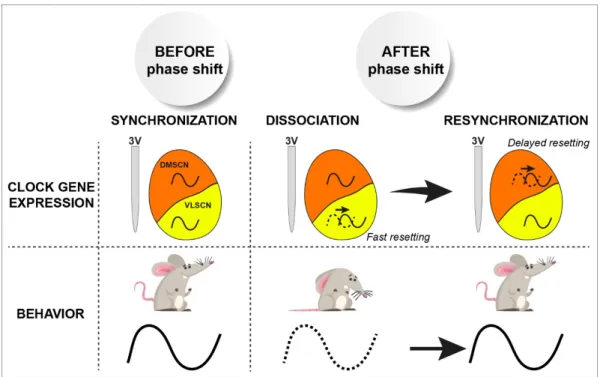 Figure 3. Phase dissociation in the SCN and jetlag. An abrupt light phase shift induces fast resetting  of circadian clock gene expression in the ventrolateral part of the SCN (VLSCN) while the  dorsomedial part (DMSCN) adjusts progressively to the new lig
