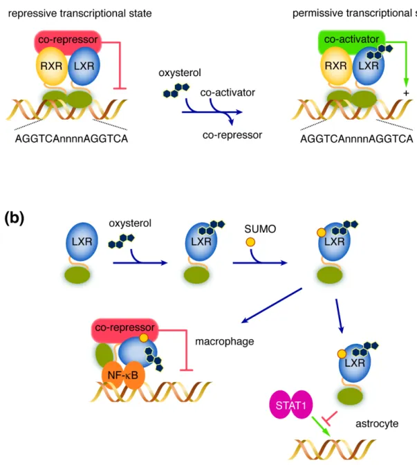 Figure 1. Schematic representation of the LXR mode of action. (a) In their canonic mode of action, the  RXR/LXR heterodimer is constitutively bound to DNA on its response elements (LXRE—whose  consensus sequence is AGGTCAnnnnAGGTCA)