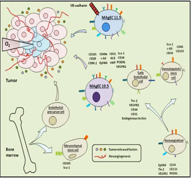 Fig. 6. MAgEC characterization scheme by speciﬁc marker expression. Tumor targeting cells including endothelial precursor cells (EPCs), mesenchymal stem cells (MSCs), early endothelial cells, hematopoietic stem cells and hemangioblast to identify the marke