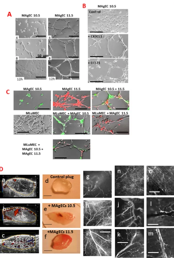 Fig. 3. MAgEC line activity in the angiogenesis process. (A) Representative pictures of tube-like structure formation by Matrigel-plated MAgEC 10.5 and 11.5 cells, incu- incu-bated for up to 12 h