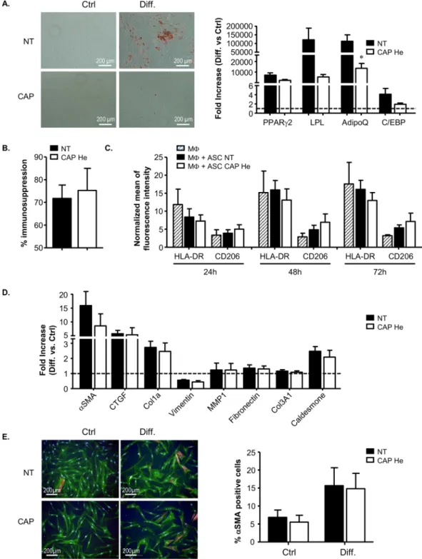 Figure 6.  Analysis of senescent ASC and dermal fibroblasts functional properties. (A) ASC adipogenic potential  was assessed 7 days after ASC treatment (CAP or NT) by induction of differentiation (Diff.) and analysis by  Oil-Red-O staining of lipid drople