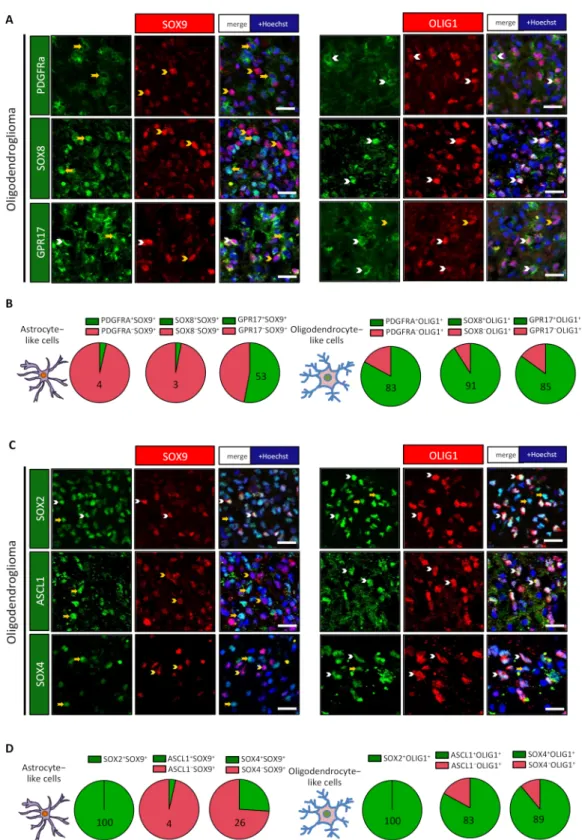 Figure 2. OLIG1 + cells express proteins associated with oligodendrocyte lineage and neural precursor cells
