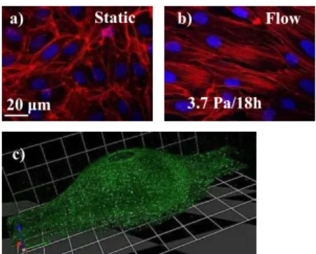 Table 1 Shear stress-induced changes in EC  orientation (°) and elongation and in surface  expression of ICAM-1 and  1 Integrin