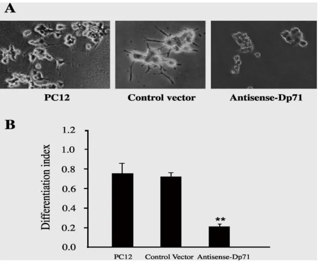 Fig. 6. Effect of Dp71 antisense treatment on neurite outgrowth in dibutyryl cyclic AMP-treated stable  clones