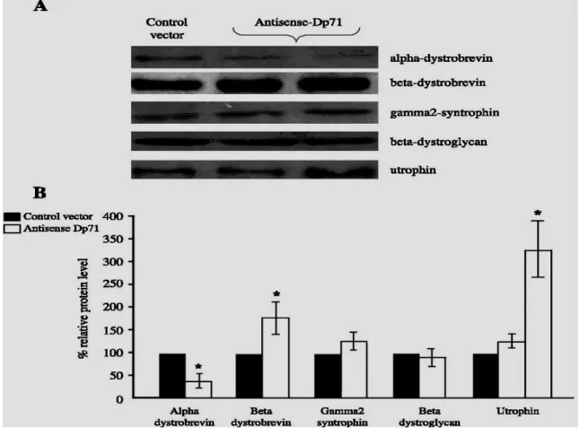 Fig. 8. Expression of DAPC in the antisense-Dp71 cells. (A)Total protein extracts from control-vector and  antisense-Dp71 cell lines were subjected to Western blot analyses using specific antibodies against a and h  dystrobrevins, γ2-syntrophin, h-dystrogl