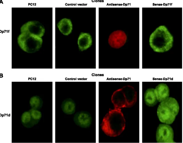 Fig. 1. Immunolocalization of Dp71 isoforms in PC12 cells stably transfected with Dp71 sense or antisense  expression vectors
