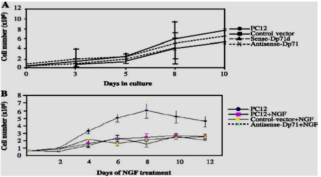 Fig. 3. Growth rates of undifferentiated and NGF-treated PC12 stable clones. Cultures of parental PC12 cells  and stably transfected clones were plated onto collagen-coated 24-well plates at density of8x 10 5 /dish  without NGF (A) or at density of3x 10 3 
