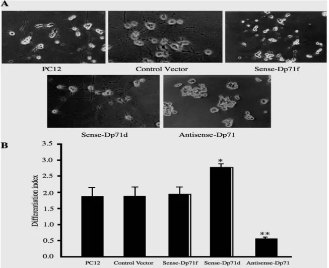 Fig. 5. Effect of Dp71 antisense treatment on NGF-induced neuronal differentiation of PC12 cells