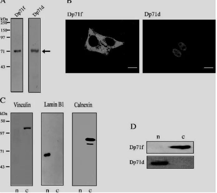 Fig. 1 – Expression and subcellular localization of endogenous Dp71 protein isoforms in HeLa cells