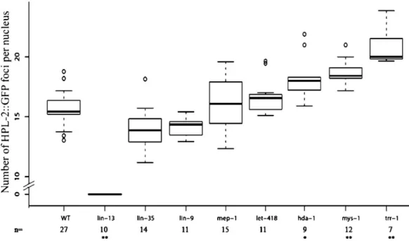 Fig. 6. Quantitation of HPL-2 ∷ GFP foci in wild-type and mutant conditions. A box plot representation of the number of HPL-2 ∷ GFP foci in different synMuv RNAi backgrounds is shown