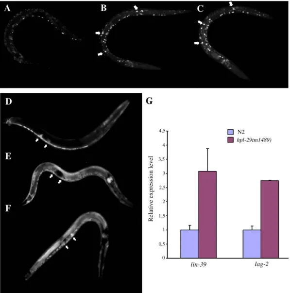 Fig. 8. HPL-2 and LIN-13 influence lin-39 ∷ GFP and lag-2 ∷ GFP gene expression. (A – C) Expression of lin-39 ∷ GFP in late L2 larvae of strain qIs56 at 25°C is shown in green