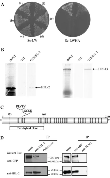 Fig. 1. HPL-2 self-dimerizes and interacts with LIN-13 in yeast two-hybrid and GST pulldown assays