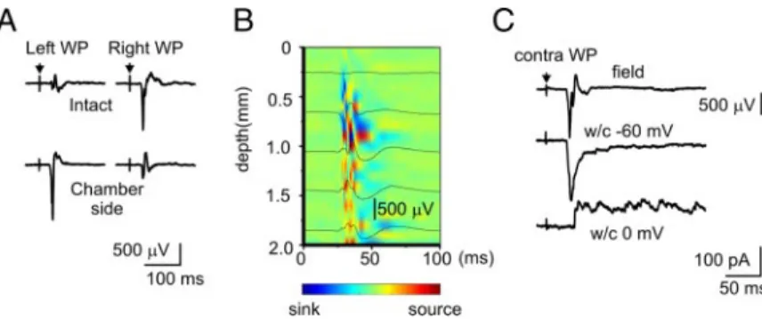 FIG . 3. Spindle-bursts evoked by whisker pad stimulation. A: electrical stimulation of the contralateral whisker pad (arrow) evokes a sensory potential followed by spindle-burst in the superfused P4 rat barrel cortex