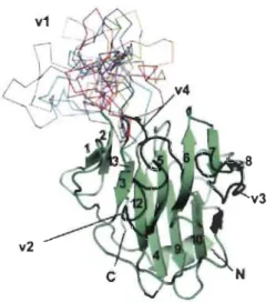 Figure 1.8  Structure du domaine PRYSPRY de la protéine TRIM5aRh indiquant  la position des quatre régions variables (vl-v4)