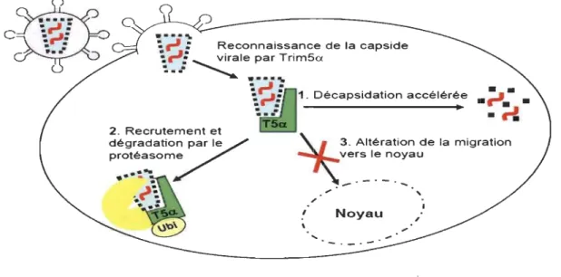 Figure 1.10  Schéma présentant les différents effets de TRIM5a sur le virus  [20]. 