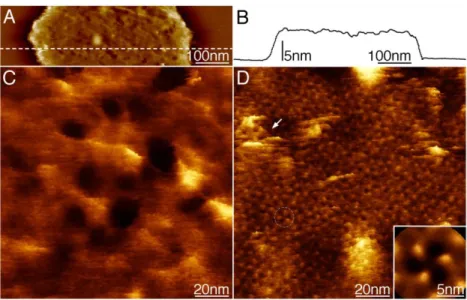 Fig. 2) Periplasmic OM surface and removal of the peptidoglycan layer with the AFM tip