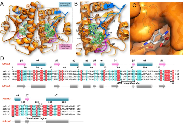Figure 8. Sinefungin (SFG) binding by TrmJ–NTD from P. aeruginosa. (A) Two sinefungin molecules (sticks) are bound to the TrmJ–NTD homodimer displayed as an orange ribbons