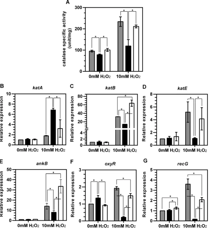 Figure 9. Loss of trmJ causes a decreased catalase activity and alters expression of oxidative stress responsive genes